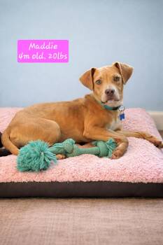 MADDIE -  Mixed Breed and Terrier Dog Available for Adoption in Center Square, Pennsylvania - MADDIE | PetCurious