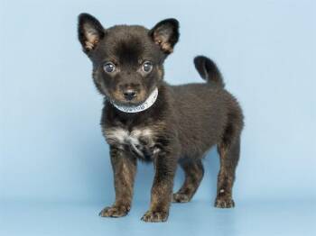 DIXON -  Chihuahua and Mixed Breed Dog for Adoption in Phoenix, Arizona - DIXON | PetCurious