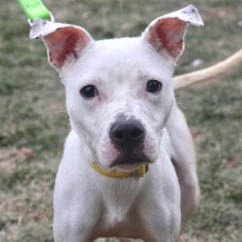 Mixed Breed Dogs Available for Adoption - Sorbet | PetCurious