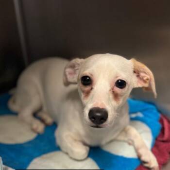 Chihuahua Dogs Available for Adoption in Idaho Falls, Idaho - Milo | PetCurious
