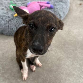 Beatrice -  Mixed Breed Dog for Adoption in East Hanover, New Jersey - Beatrice | PetCurious