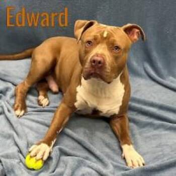 Rescue American Bully Dogs for Adoption in Pleasantville, New Jersey - Edward | PetCurious