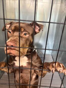Melo -  Pit Bull Terrier Dog for Adoption in Edison, New Jersey - Melo | PetCurious