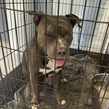 Buddy -  Mixed Breed Dog for Adoption in Port Charlotte, Florida - Buddy | PetCurious