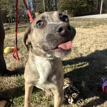 Weimaraner and Labrador Retriever Dogs Available for Adoption - Vidia | PetCurious