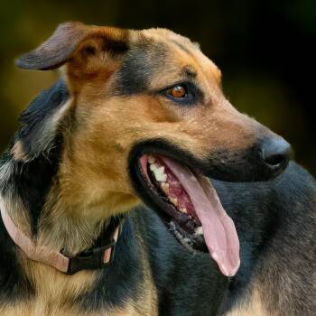German Shepherd Dog Dogs Available for Adoption - Kyra | PetCurious