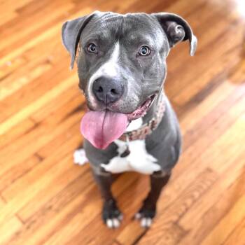 Mini Horse ~ FOSTER OR ADOPT! -  Pit Bull Terrier Dog for Adoption in Chicago, Illinois - Mini Horse ~ FOSTER OR ADOPT! | PetCurious