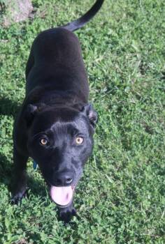 Nico -  Black Labrador Retriever Dog for Adoption in Franklin, Tennessee - Nico | PetCurious