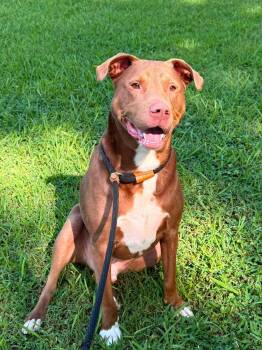 Cornbread -  Mixed Breed Dog for Adoption in Huntsville, Alabama - Cornbread | PetCurious