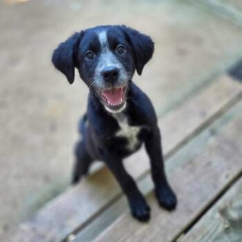 Praline -  Rottweiler and German Shepherd Dog Dog for Adoption in Wake Forest, North Carolina - Praline | PetCurious