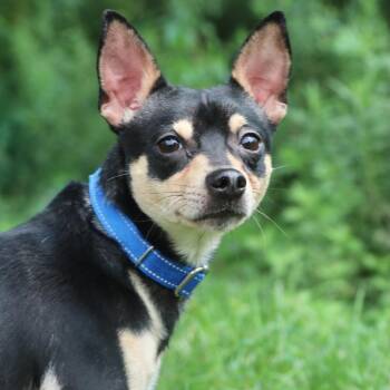 Diego -  Chihuahua Dog for Adoption in Allentown, Pennsylvania - Diego | PetCurious