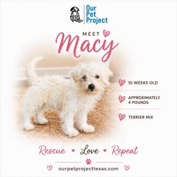 Macy -  Terrier Dog for Adoption in Humble, Texas - Macy | PetCurious