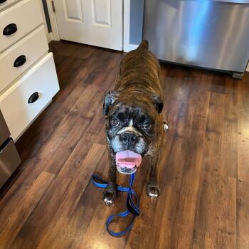 Walter -  Boxer Dog for Adoption in Woodinville, Washington - Walter | PetCurious