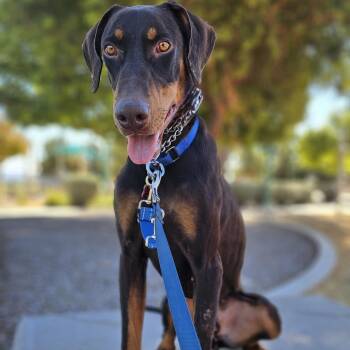 Doberman Pinscher Dogs Available for Adoption in Las Vegas, Nevada - Raditz | PetCurious