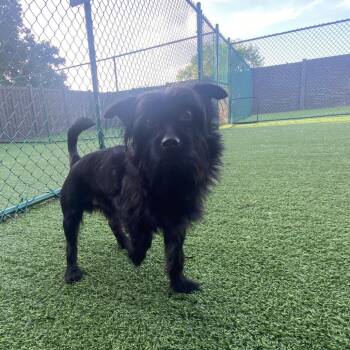 Mixed Breed Dogs Available for Adoption in Loxahatchee Groves, Florida - Koda 0027 | PetCurious
