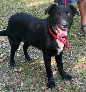 Australian Cattle Dog Blue Heeler Dogs Available for Adoption in Grand Bay, Alabama - Ranger | PetCurious