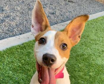TULIP -  Pit Bull Terrier Dog for Adoption in Moreno Valley, California - TULIP | PetCurious