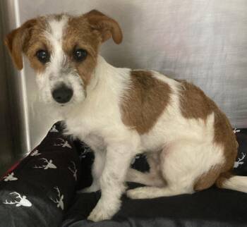 Terrier Dogs Available for Adoption - Little Brother | PetCurious