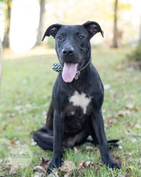 Ash -  Labrador Retriever and Black Labrador Retriever Dog for Adoption in Tuscaloosa, Alabama - Ash | PetCurious