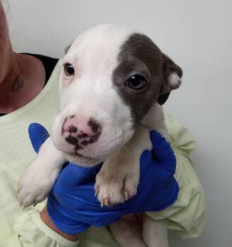 Jack Russell Terrier and Terrier Dogs Available for Adoption - Opal | PetCurious