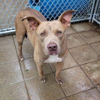 Ruby -  Mixed Breed Dog for Adoption in Boaz, Alabama - Ruby | PetCurious