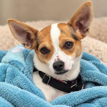 ChiChi -  Chihuahua Dog for Adoption in Plain City, Ohio - ChiChi | PetCurious