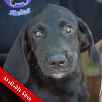 Galaxy -  Black Labrador Retriever and Coonhound Dog for Adoption in Huntley, Illinois - Galaxy | PetCurious
