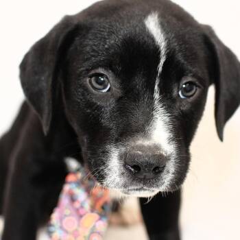 Ozzy -  Boxer and Labrador Retriever Dog for Adoption in Monon, Indiana - Ozzy | PetCurious