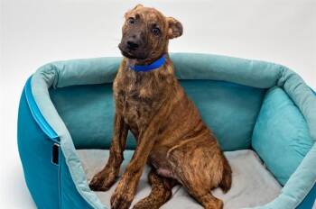 LUMI -  Labrador Retriever and Mixed Breed Dog for Adoption in Fort Lauderdale, Florida - LUMI | PetCurious