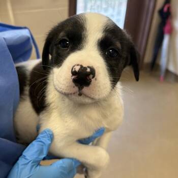 Gallo -  Terrier Dog for Adoption in San Antonio, Texas - Gallo | PetCurious