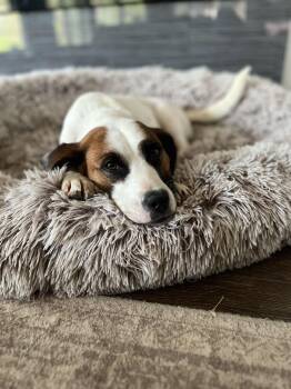 Retriever Dogs Available for Adoption in Pawleys Island, South Carolina - Ramona | PetCurious