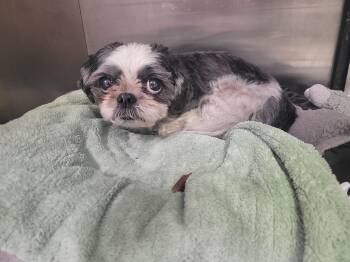 Max 5841 D -  Shih Tzu Dog for Adoption in Frankfort, Kentucky - Max 5841 D | PetCurious