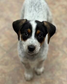 Hound Dogs Available for Adoption - Shane | PetCurious