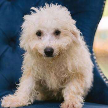 Angel Hill -  Bichon Frise Dog for Adoption in Zionsville, Indiana - Angel Hill | PetCurious