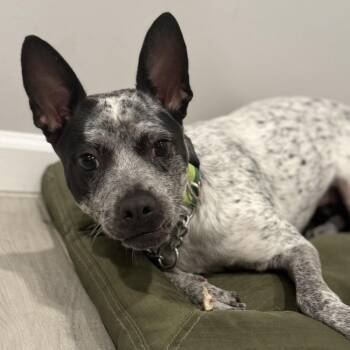 Brisbane -  Australian Cattle Dog Blue Heeler and Catahoula Leopard Dog Dog for Adoption in Liverpool, Texas - Brisbane | PetCurious