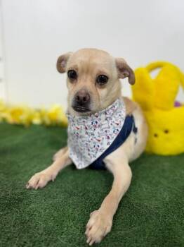 Scooby-One of our Amazing Rescue Dogs -  Pug and Chihuahua Dog for Adoption in Carlsbad, California - Scooby-One Of Our Amazing Rescue Dogs | PetCurious