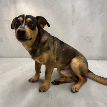 Jetson -  Terrier Dog for Adoption in Kenedy, Texas - Jetson | PetCurious