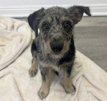 Arwen -  Poodle and German Shepherd Dog Dog for Adoption in Los Angeles, California - Arwen | PetCurious
