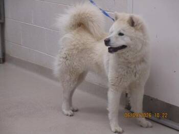 (47) -  Chow Chow and American Eskimo Dog Dog for Adoption in Marietta, Georgia - (47) | PetCurious