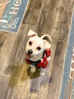 Rolie -  Poodle and Pomeranian Dog for Adoption in Tracy, California - Rolie | PetCurious