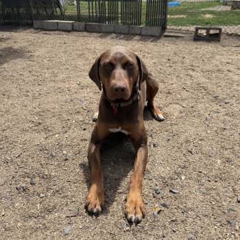 Gabby -  Mixed Breed Dog for Adoption in Medford, Oregon - Gabby | PetCurious
