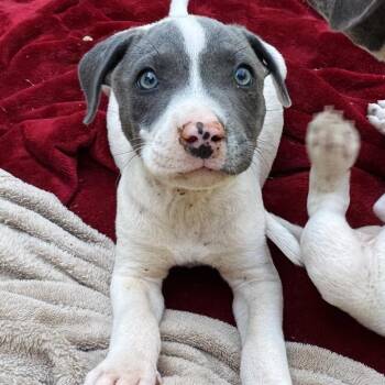 Scrump -  Pit Bull Terrier Dog for Adoption in Washington, District Of Columbia - Scrump | PetCurious