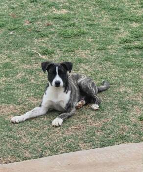 Australian Cattle Dog Blue Heeler Dogs Available for Adoption in Meeker, Oklahoma - Rocket | PetCurious