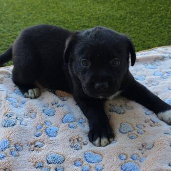 Rescue Jack Russell Terrier and Mixed Breed Dogs for Adoption in Loxahatchee Groves, Florida - VERONICA 1984 | PetCurious