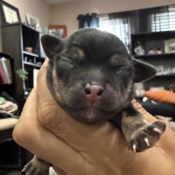 Suriname -  Chihuahua Dog for Adoption in Park Row, Texas - Suriname | PetCurious