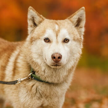 Rescue Husky Dogs for Adoption in Fresno, California - Rusty | PetCurious
