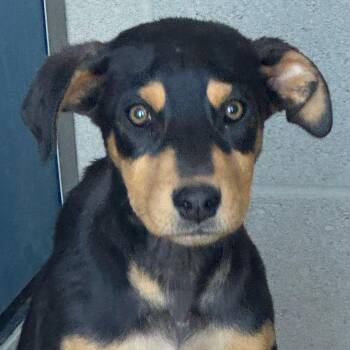 Doberman Pinscher Dogs Available for Adoption in Kingman, Arizona - Riley | PetCurious