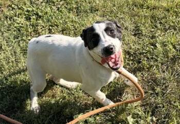 Hereford -  Terrier and Mixed Breed Dog for Adoption in New Albany, Indiana - Hereford | PetCurious