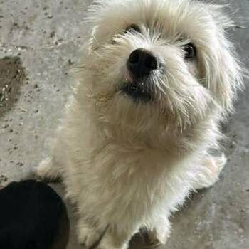 Terrier and Mixed Breed Dogs Available for Adoption - Leo | PetCurious