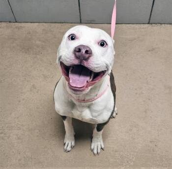 Mixed Breed Dogs Available for Adoption - Bluetooth | PetCurious